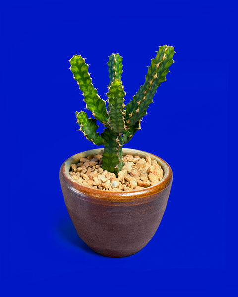Euphorbia pseudocactus, from the Savanna biome, for sale at Tula Plants & Design.