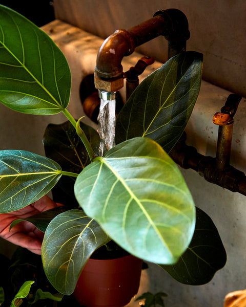 Ficus audrey being watered at the sink.