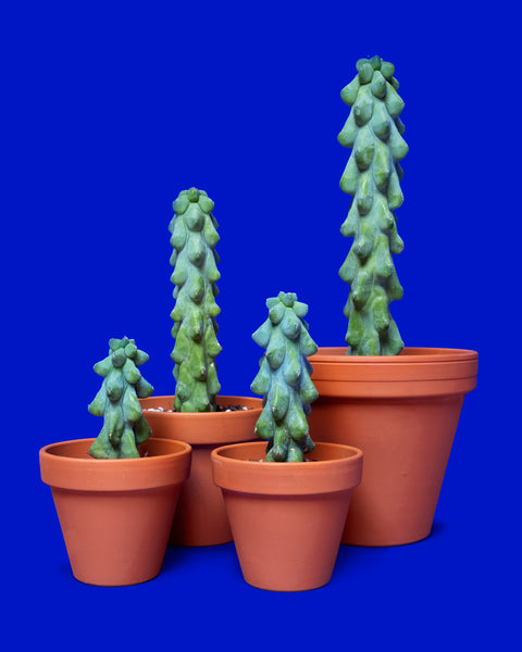 Myrtillocactus geometrizans 'Fukurokuryuzinboku', or boob cactus, for sale at Tula Plants & Design.