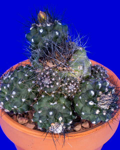 Copiapoa humilis is a rare collector cactus listed in CITES Appendix II. Its trade is controlled and regulated to sustain the species.
