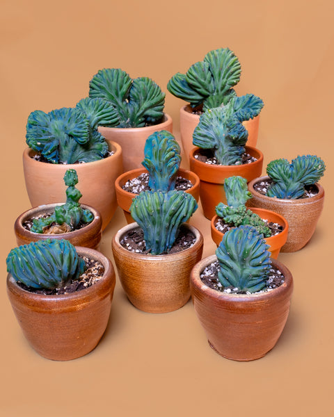 Several Crested Myrtillocactus geometrizans for sale at Tula Plants & Design.