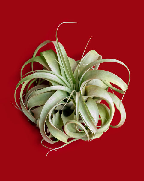 Tillandsia xerographica, an arid air plant and epiphyte, for sale at Tula Plants & Design.