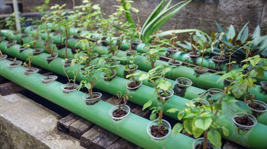 Aquaponics garden fish tank Breckenridge man to teach sustainable farming to orphans in Honduras