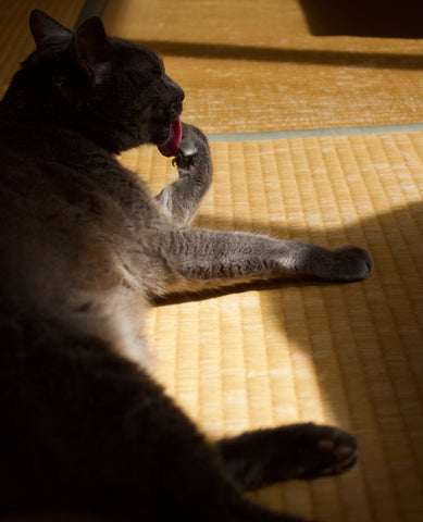 Cat on tatami mat