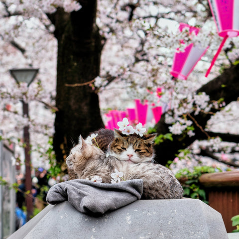 Cats in Japan | J-Life