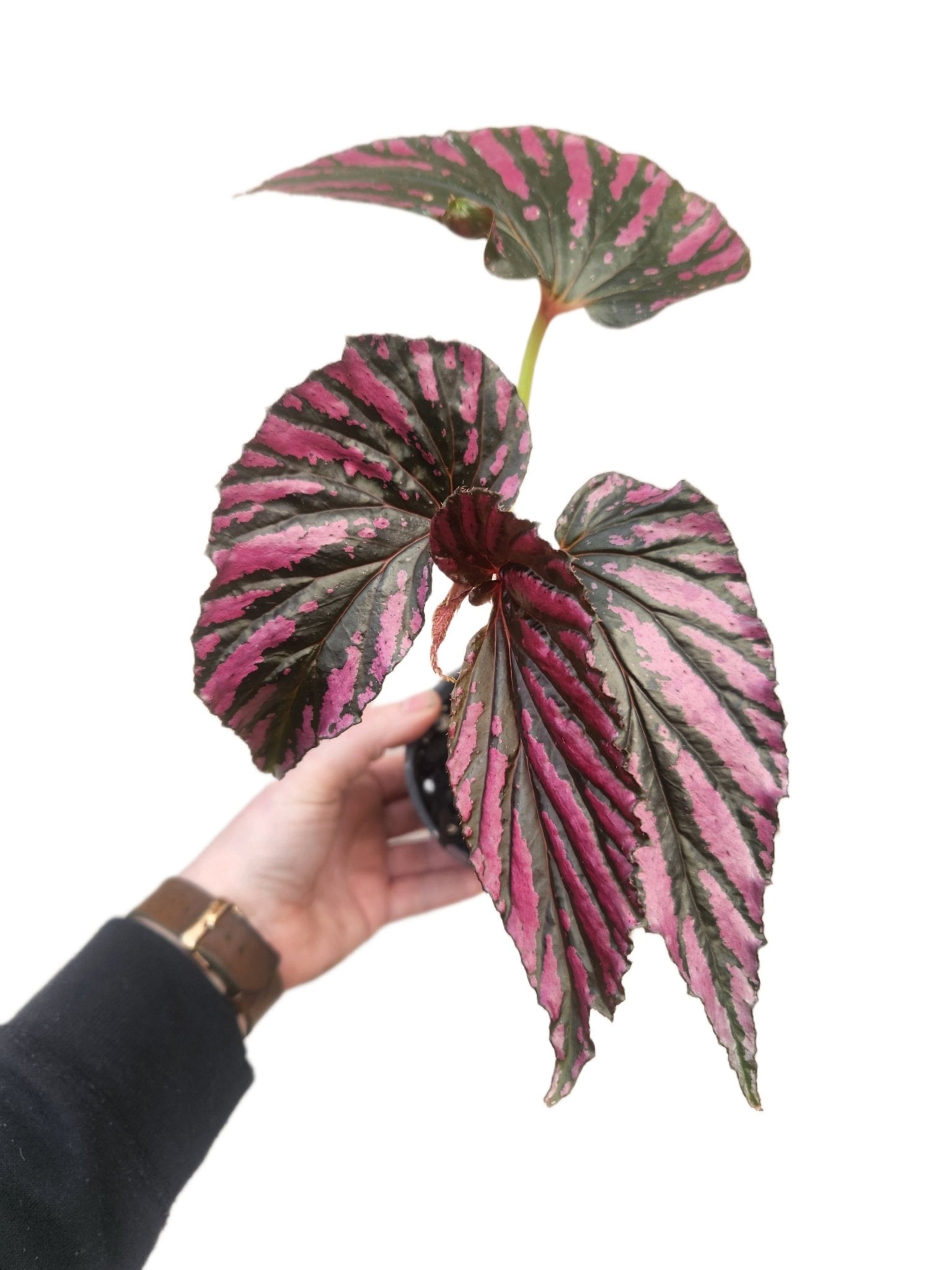 Begonia brevirimosa susp. 'Exotica' - Green Beanz