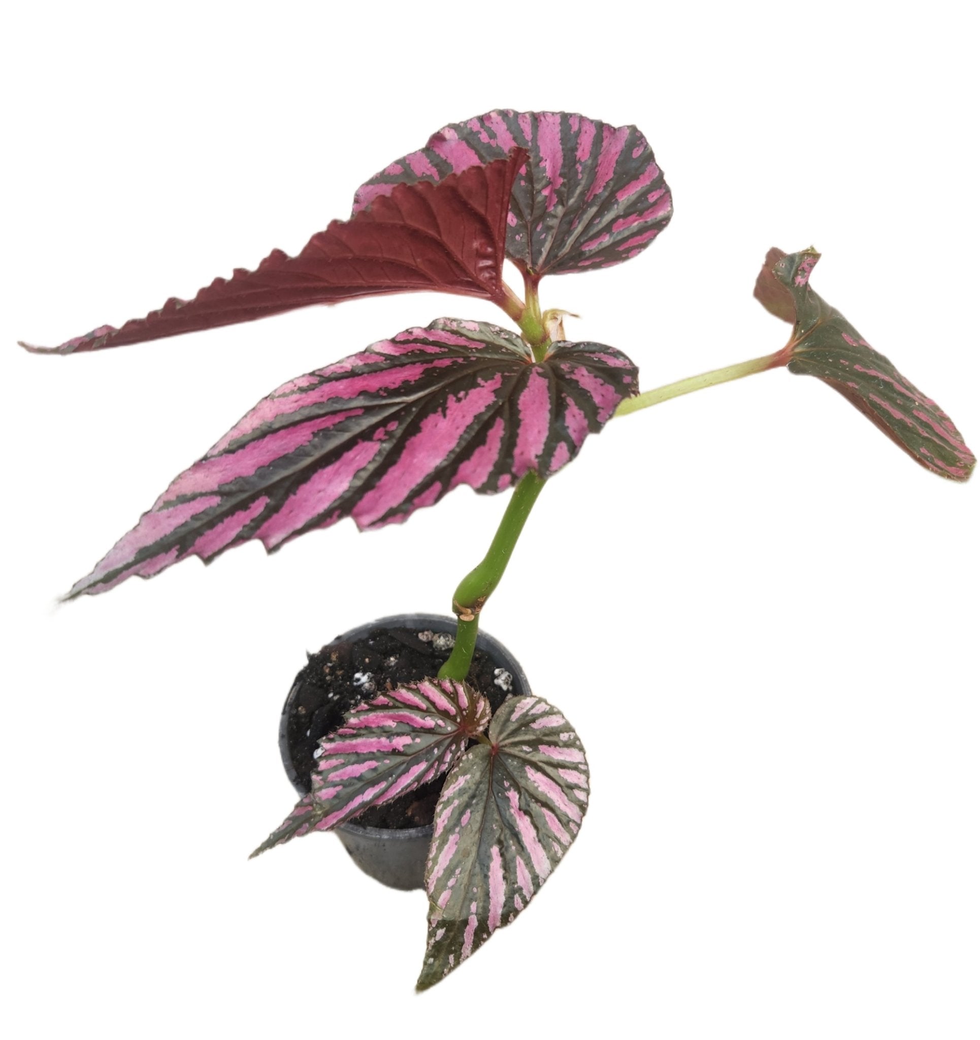 Begonia brevirimosa susp. 'Exotica' - Green Beanz