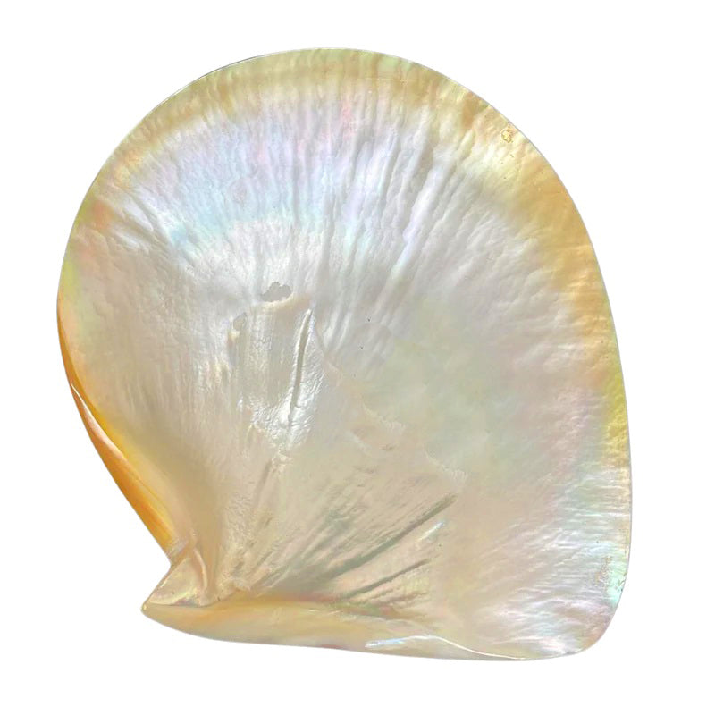 Polished Golden South Sea Pearl Shell