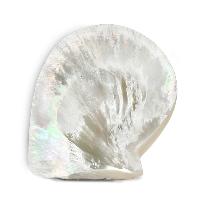 White South Sea Pearl Oyster Shell