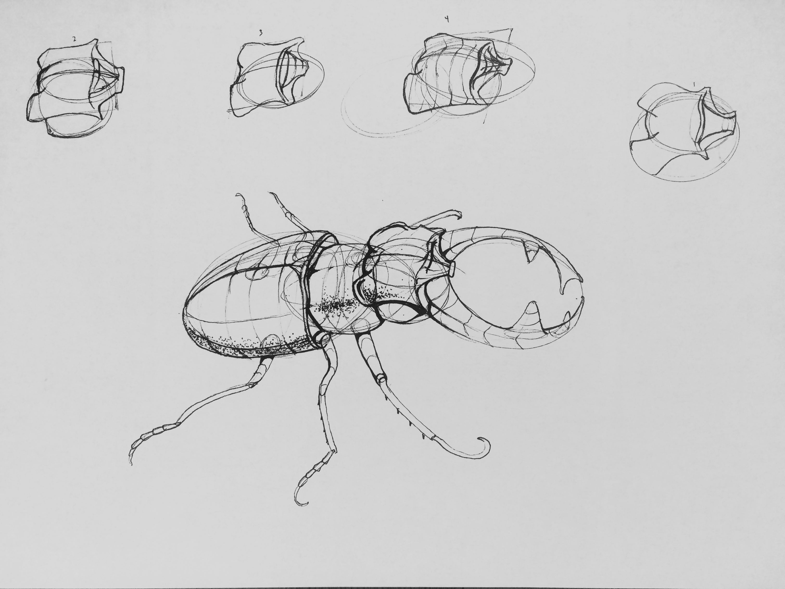 line drawing of a beetle in a sketch pad