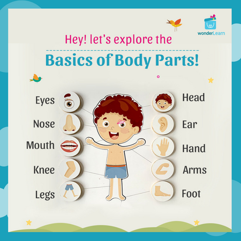 body parts, body parts name