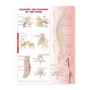 Wolters Kluwer Anatomy and Injuries of the Spine Chart - Anatomy and I ...