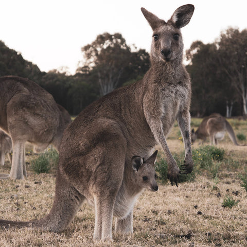 Nordgreen: The Ongoing Mission of Giving Back, image of kangaroo.