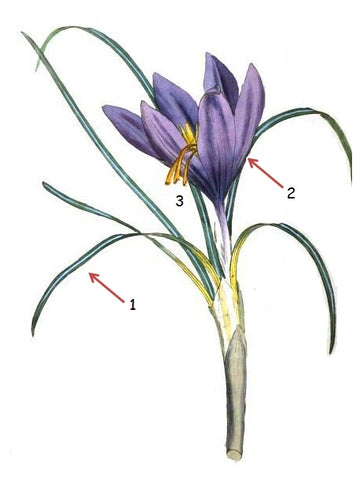 Image of saffron flower labeled