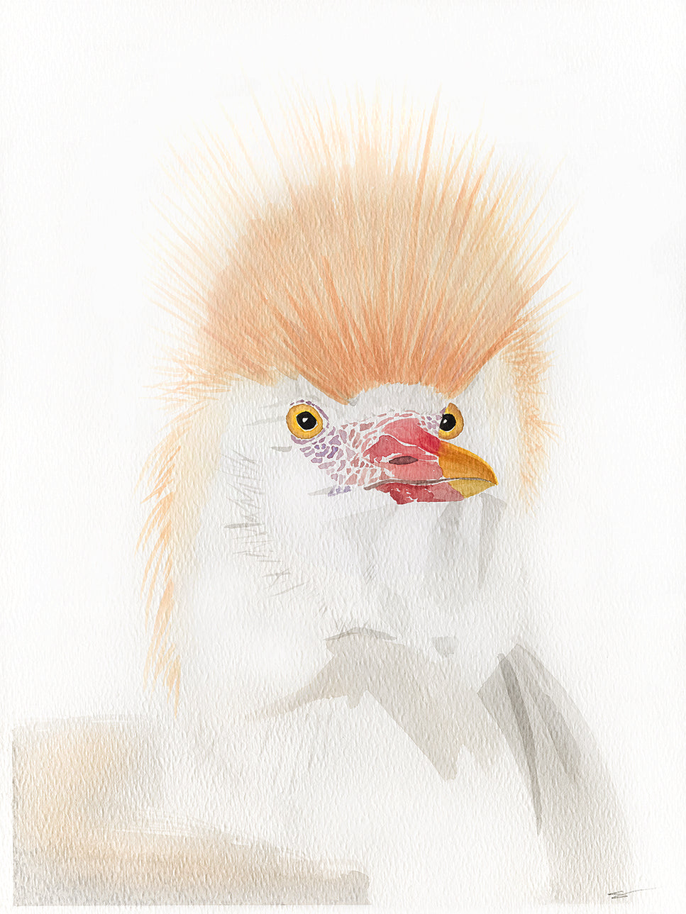 Cattle Egret