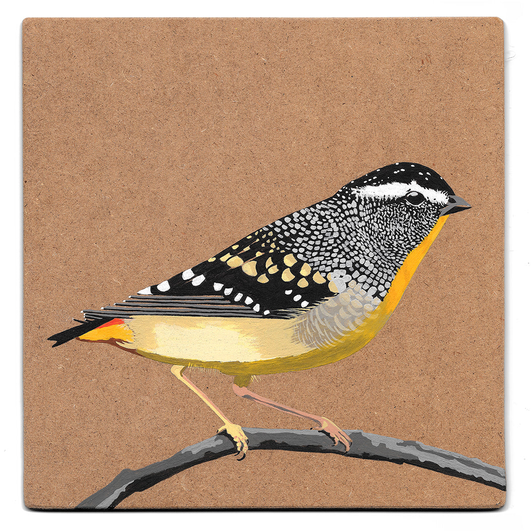 Spotted Pardalotte