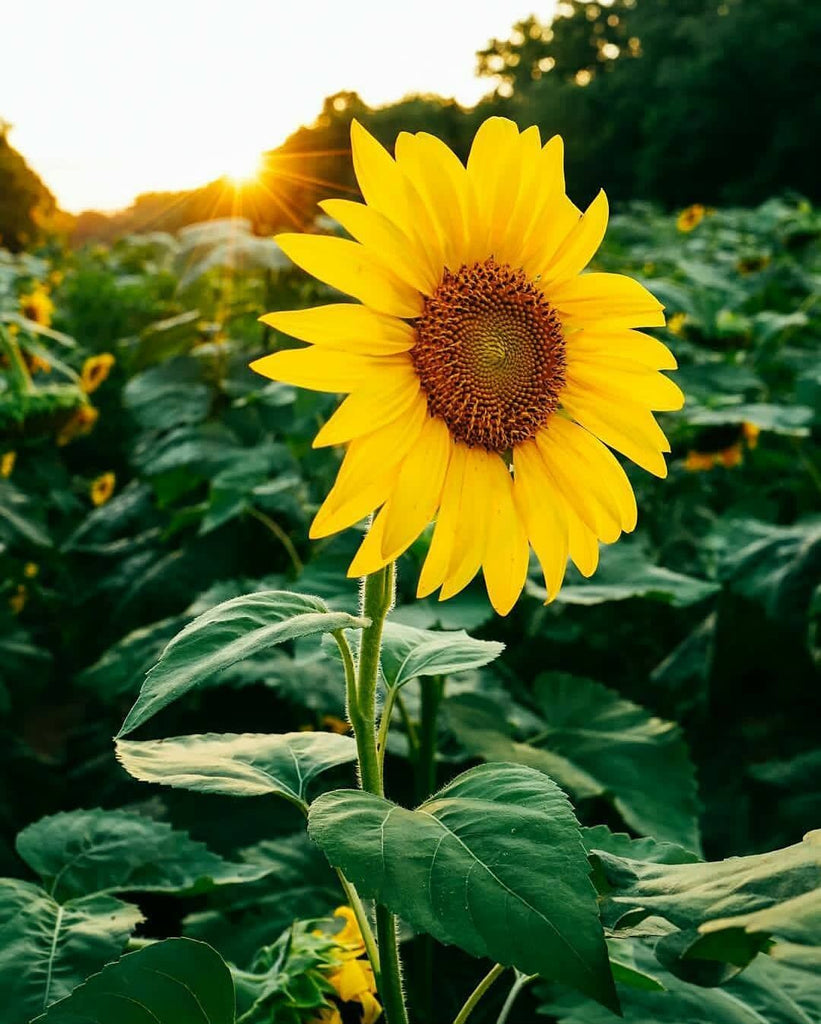 Girasoles – The Flower Center