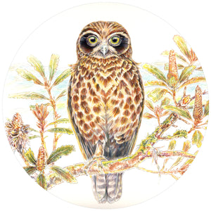 Boobook Owl & Banksias