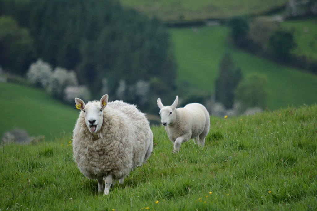 Lush Irish countryside with sheep. Happy St. Patrick's Day!