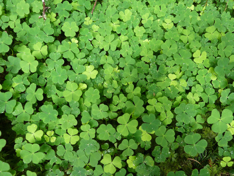A covering of white clover for St. Patrick's Day. Is there a hidden four leaf clover?
