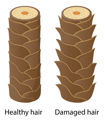 Your Hair's Cuticle Layers