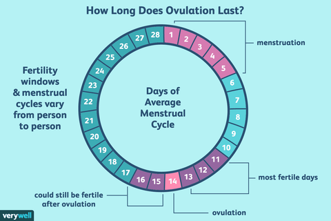 menstrual cycle stages