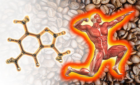 molécule de caféine, renforcement naturel et efficace pour le corps