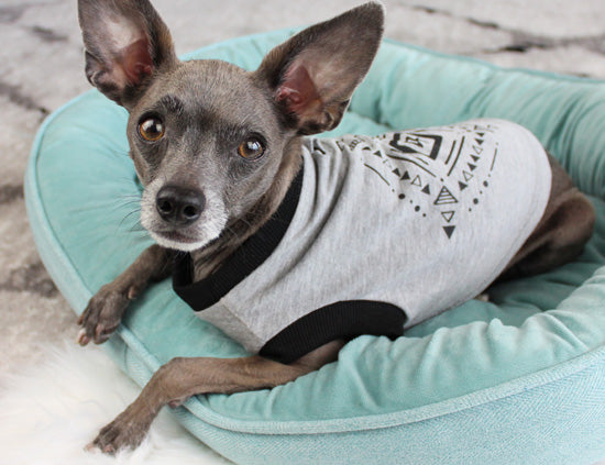 Gray dog wearing a t-shirt laying in a dog bed