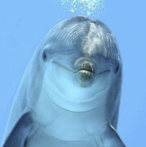 INIS FRAGRANCE DOLPHIN