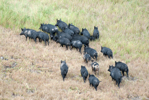 An aerial image of a herd of feral swine