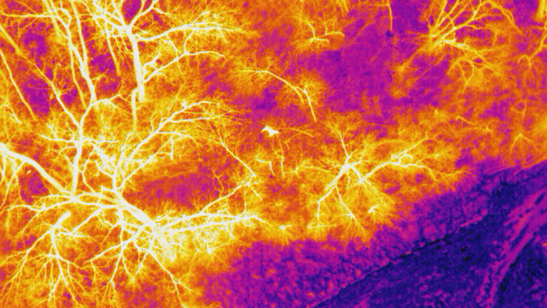 Drone Deer Recovery: Thermal drone capture of a downed buck in the Midwest.