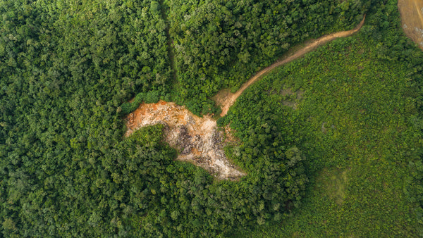 Drones & LiDAR: Aerial survey of farmland in the middle of a jungle