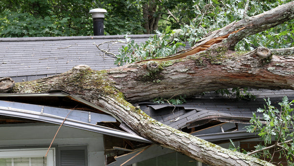 Roof damage from a tree - insurance - claim - roof-inspection