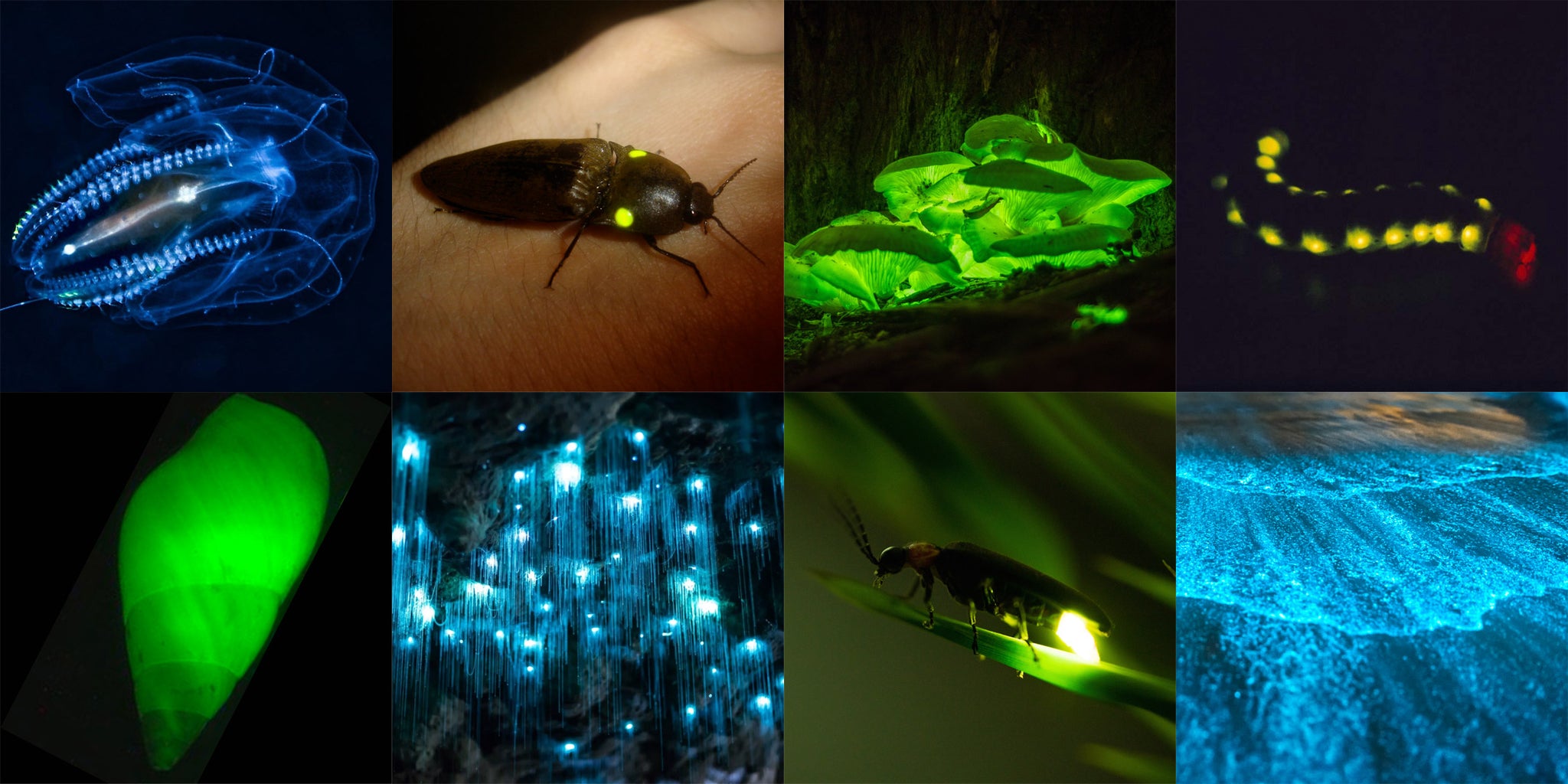 Bioluminescent examples