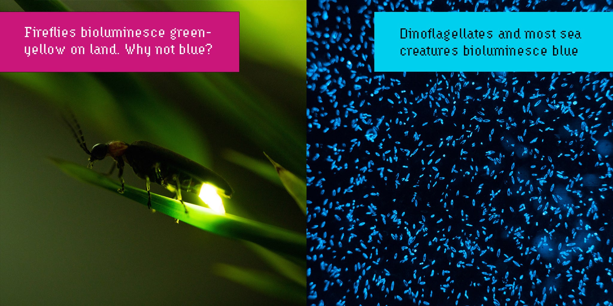 Firefly bioluminescence versus dinoflagellate bioluminescence