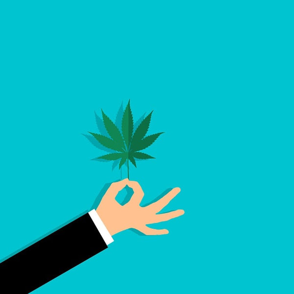 animated hand holding cannabis leaf