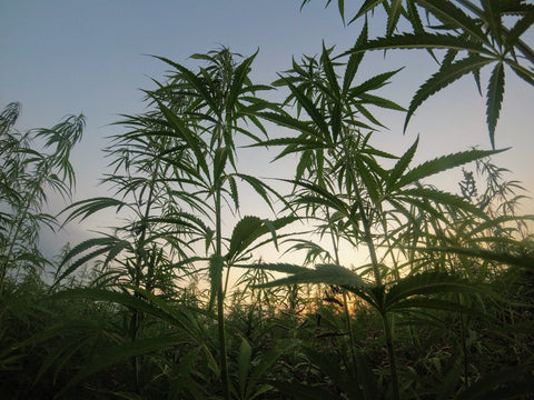 cannabis plants in field