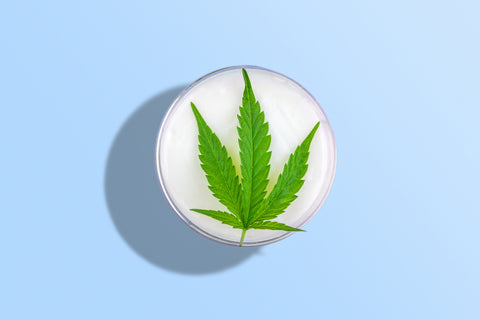 cbd lotion on blue background with weed leaves in container