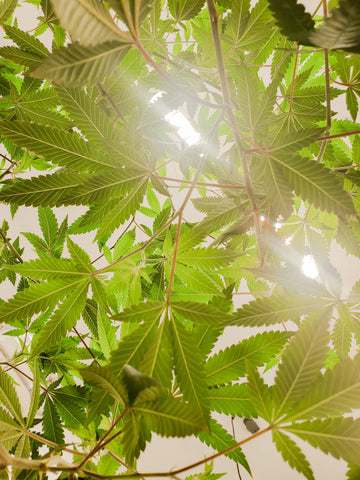 weed- plants- under-lights