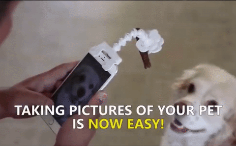 Image result for dog selfie stick GIF