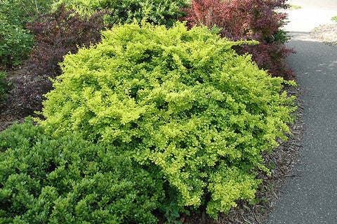 japanese barberry bush lime green color 