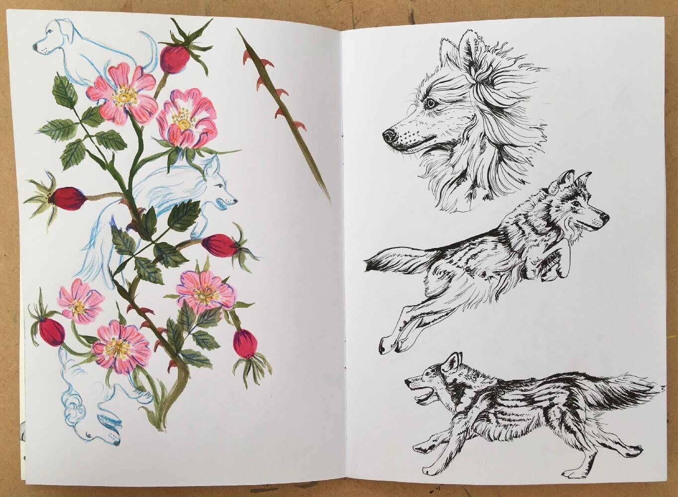 Detailed sketches with the dog rose