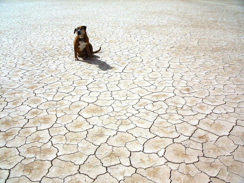 Dog sat on an arid piece of land