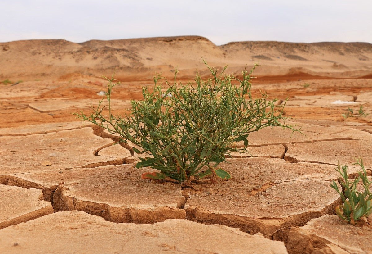A small plant growing in a dry red desert