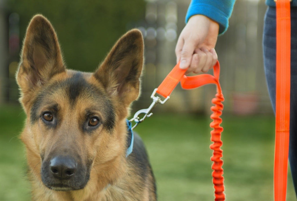 handsfree bungee dog leash