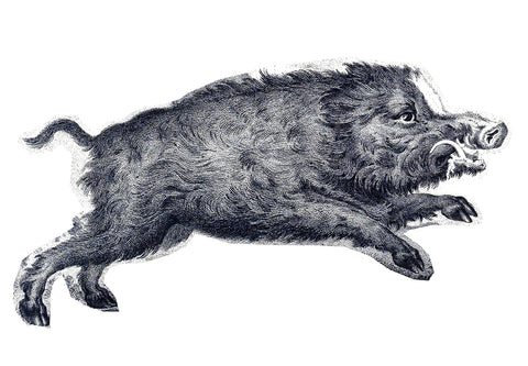 Ridinger wild boar print