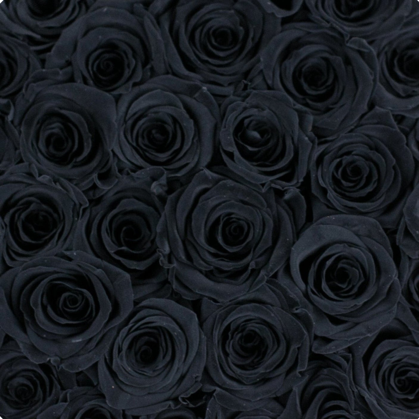 black rose pattern wallpaper