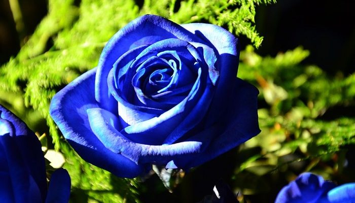 Rose Flower Meaning & Symbolism