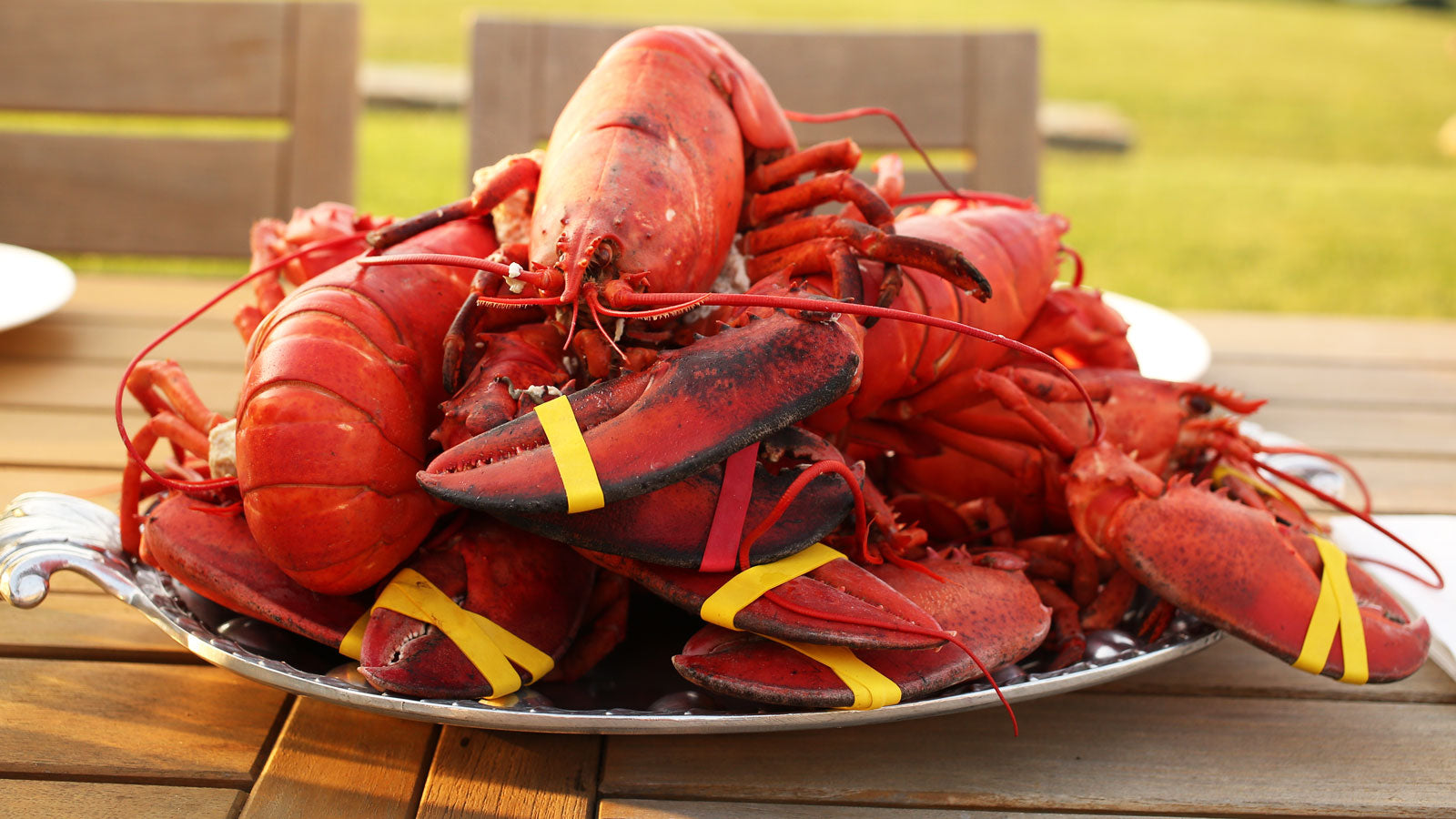 Live Maine Lobsters (1.1 - 1.2 lbs) – Get Maine Lobster