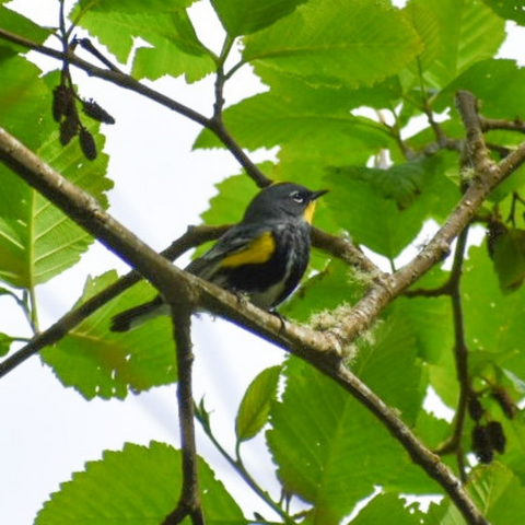 Male Yellow-Rumped Warbler posing in a tree